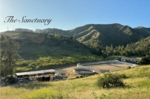 grassy-field-with-horse-arena